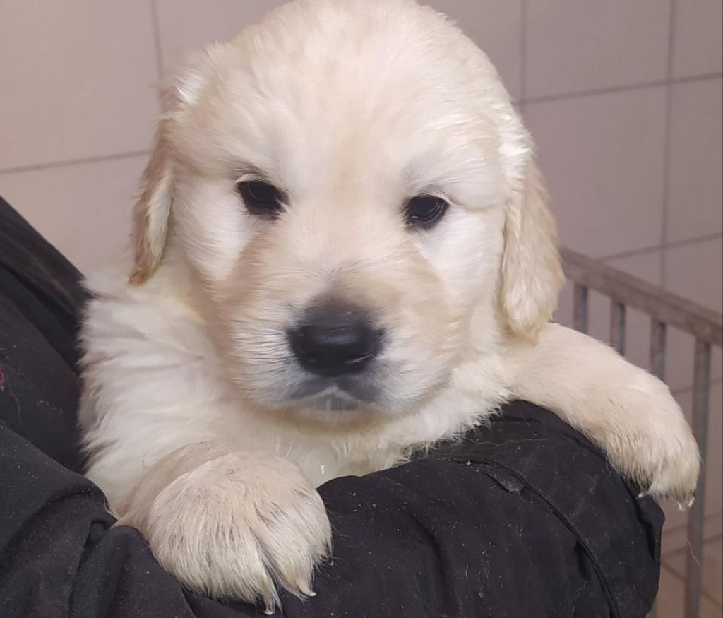 de la foret des princes - CHIOT GOLDEN RETRIEVER LOF