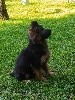  - chiot berger allemand poil long lof