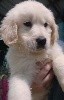  - CHIOT GOLDEN RETRIEVER LOF