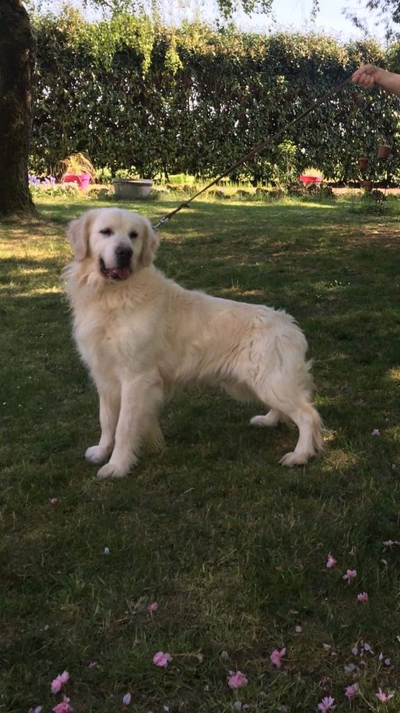 Jasper de la foret des princes