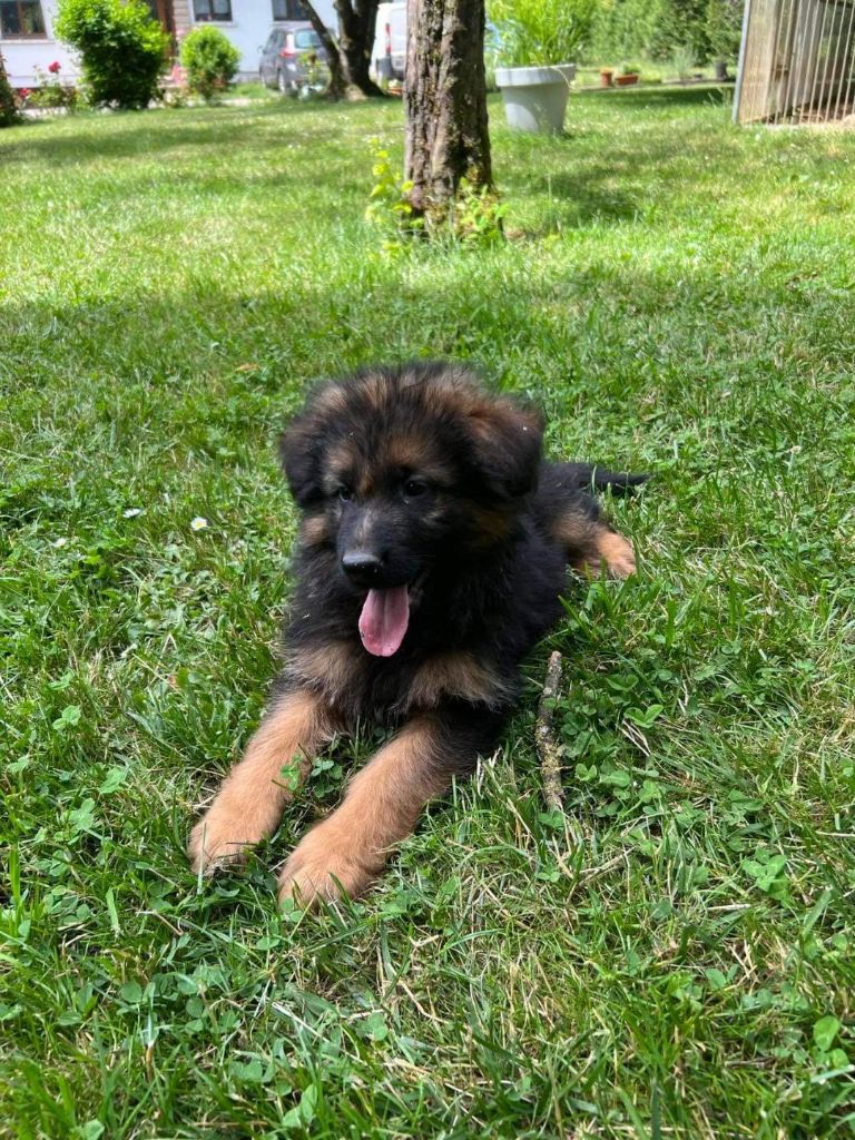 chiot berger allemand poil long 