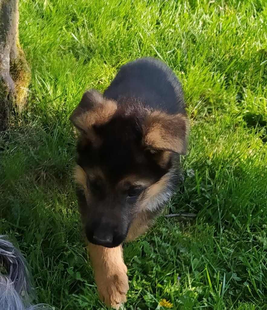 de la foret des princes - chiot berger allemand 