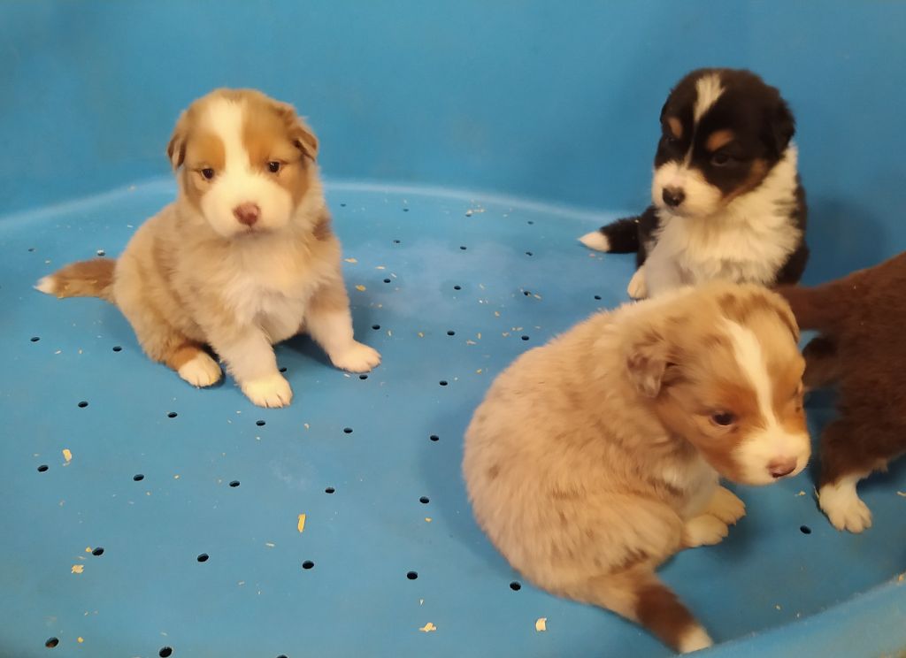 de la foret des princes - Chiot berger australien 