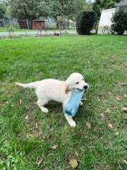 de la foret des princes - GOLDEN RETRIEVER LOF
