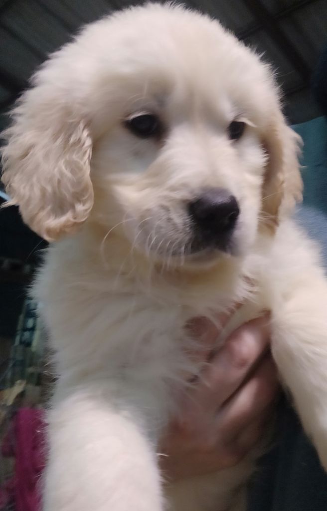 de la foret des princes - CHIOT GOLDEN RETRIEVER LOF