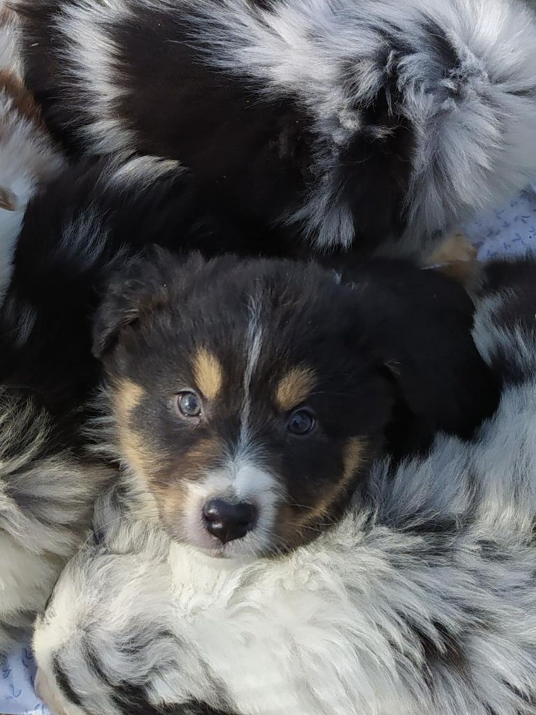 de la foret des princes - Chiots disponibles - Berger Australien