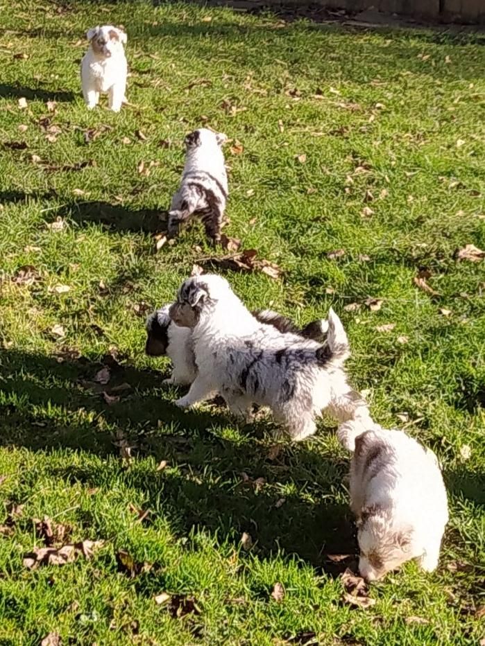 Chiot Berger Australien de la foret des princes