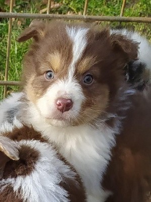CHIOT