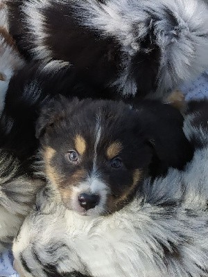 CHIOT