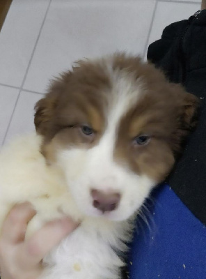 CHIOT