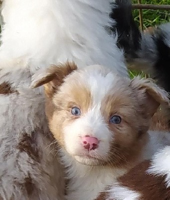 CHIOT