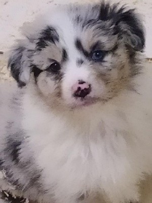 CHIOT