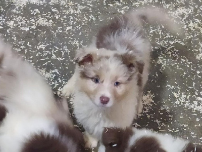CHIOT