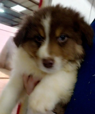 CHIOT